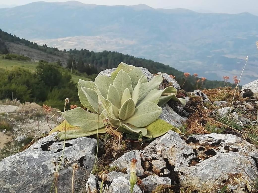 Bujtina E Tomorrit Otel Ujanik Dış mekan fotoğraf